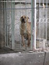 La femmina, incrocio fra un Asia Centrale ed un Pitt Bull